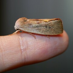 Cryptophasa rubescens