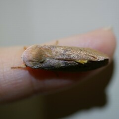 Cryptophasa rubescens