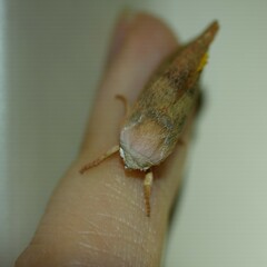 Cryptophasa rubescens