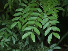 Calliandra tergemina