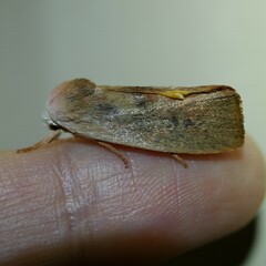 Cryptophasa rubescens