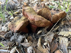 Xerocomellus dryophilus