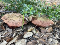 Xerocomellus dryophilus