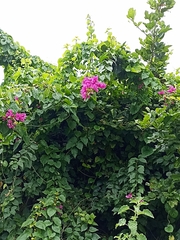 Bougainvillea