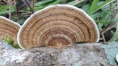 Hexagonia
