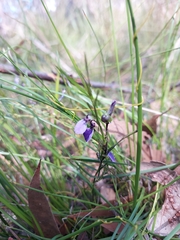 Violaceae