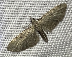 Eupithecia miserulata