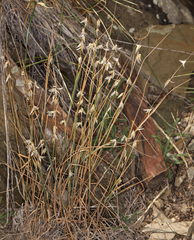 Melica stricta