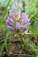 Astragalus laxmannii robustior