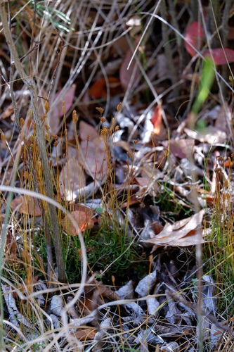 Little curlygrass fern (Schizaea pusilla)