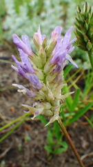 Astragalus laxmannii robustior