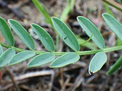 Astragalus laxmannii robustior