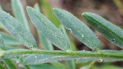 Astragalus laxmannii robustior