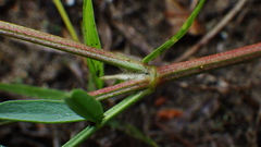 Astragalus laxmannii robustior