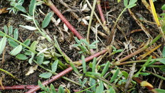 Astragalus laxmannii robustior