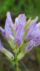 Astragalus laxmannii robustior