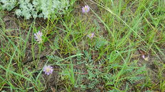 Astragalus laxmannii robustior