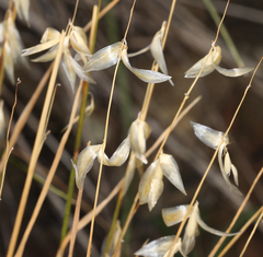 Melica stricta