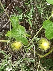 Passiflora