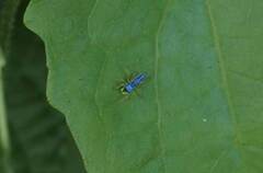 Phintella bifurcilinea