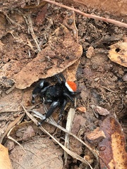 Phidippus