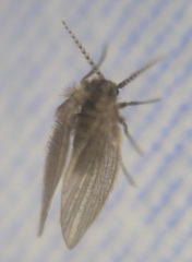 Psychodidae