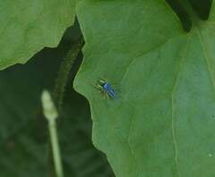 Phintella bifurcilinea