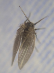 Psychodidae