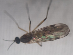 Sylvicola fenestralis
