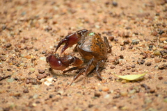 Gecarcinucidae