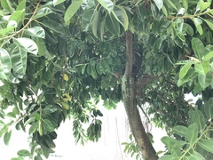 Ficus subpisocarpa