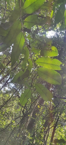 Image of Diospyros candolleana by (c) Rohit Naniwadekar, some rights reserved (CC BY)