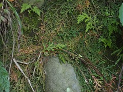 Selaginella repanda