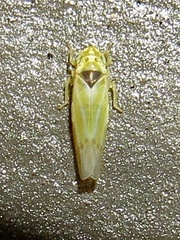 Erythridula penenoeva