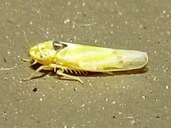 Erythridula penenoeva