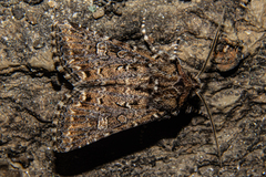 Ichneutica lithias