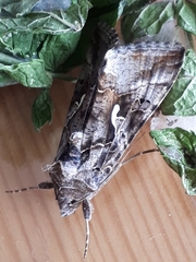 Autographa gamma