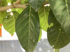 Ficus septica