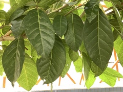 Ficus septica