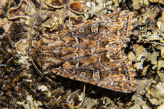 Ichneutica lithias