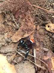Phidippus