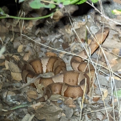 Agkistrodon laticinctus