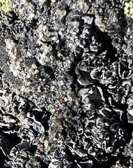 Umbilicaria hyperborea