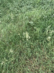 Galium