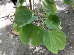 Bauhinia