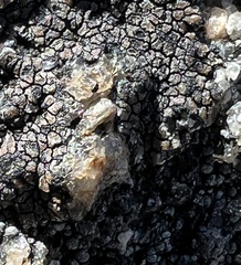 Umbilicaria hyperborea