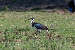 Threskiornis spinicollis
