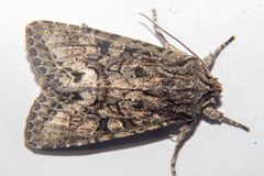 Ichneutica mutans