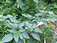 Datura