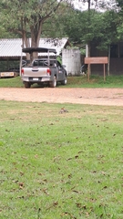 Upupa epops longirostris